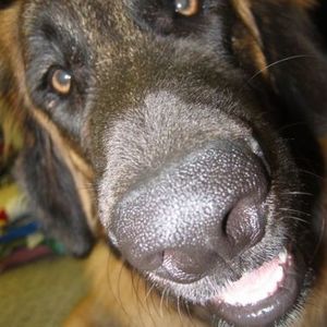 Meet your Posher, Lendy